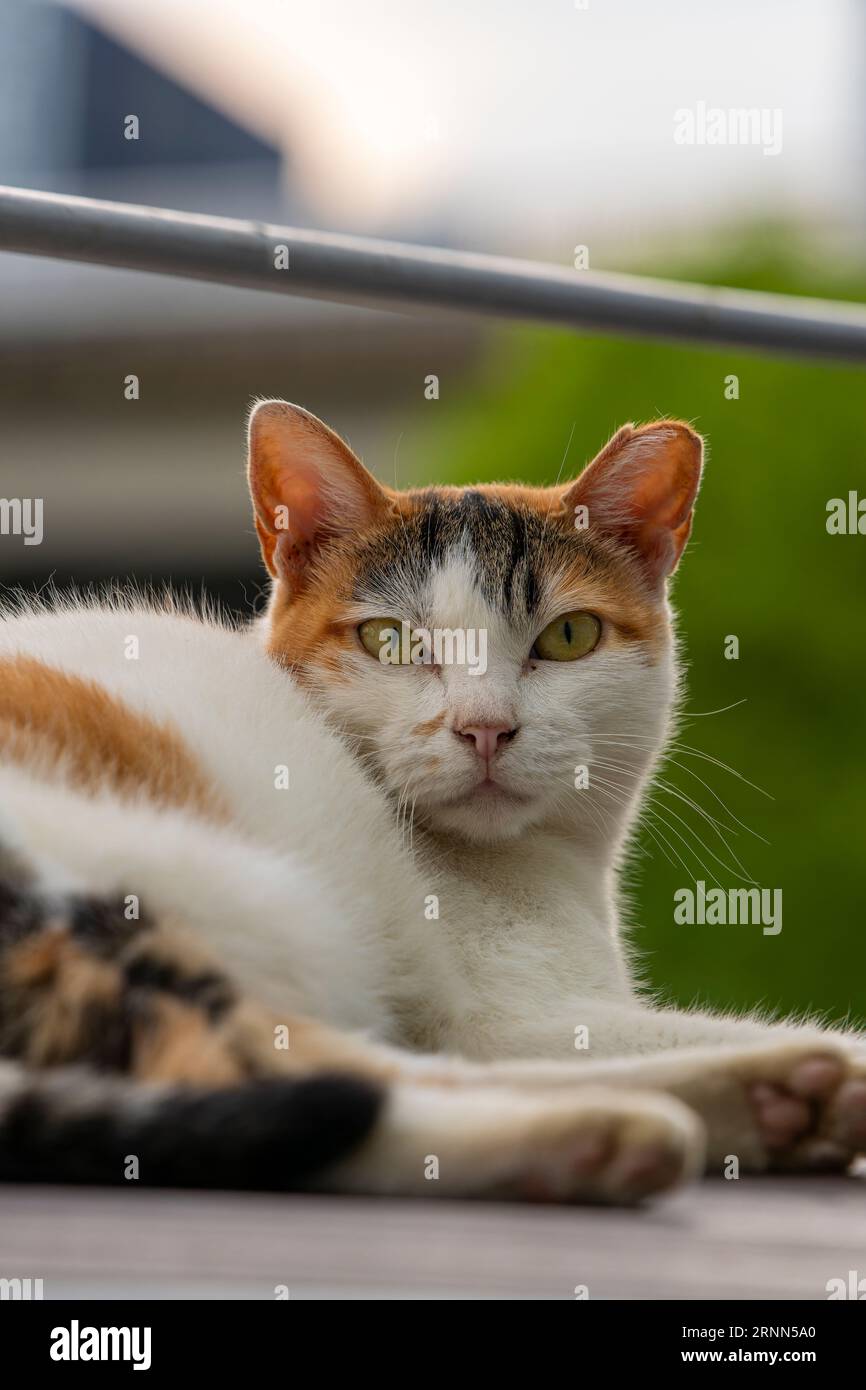 gatto curioso Foto Stock