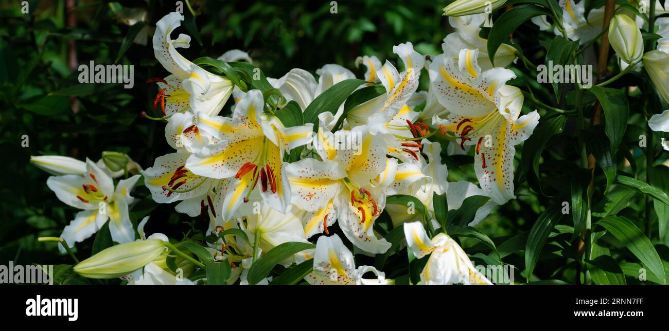 lilium jaune moucheté Auratum Gold Band (jardin du ruisseau de l'église 2023) Foto Stock