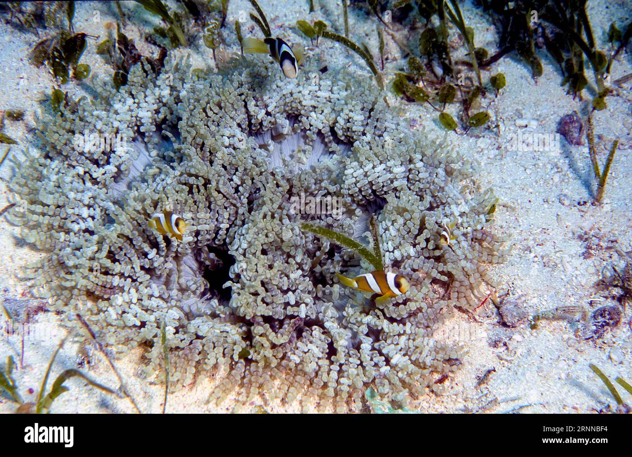 Anemone di mare con perline (Heteractis aurora) con anemonefish (Amphiprion clarkii). Foto di Cabilao, Filippine. Foto Stock