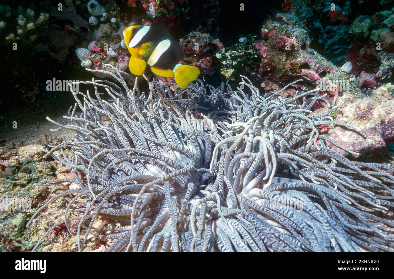Anemone a tentacolo lungo (Heteractis crispa, forma di colore occidentale) con anemonefish Amphiprion clarkii. Foto delle Maldive. Foto Stock
