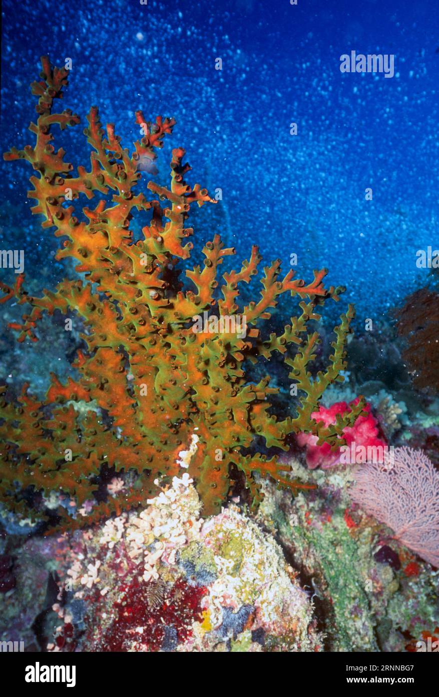 Corallo solare nero (Tubastraea micracanthus) dal Mar dei Coralli. Foto Stock