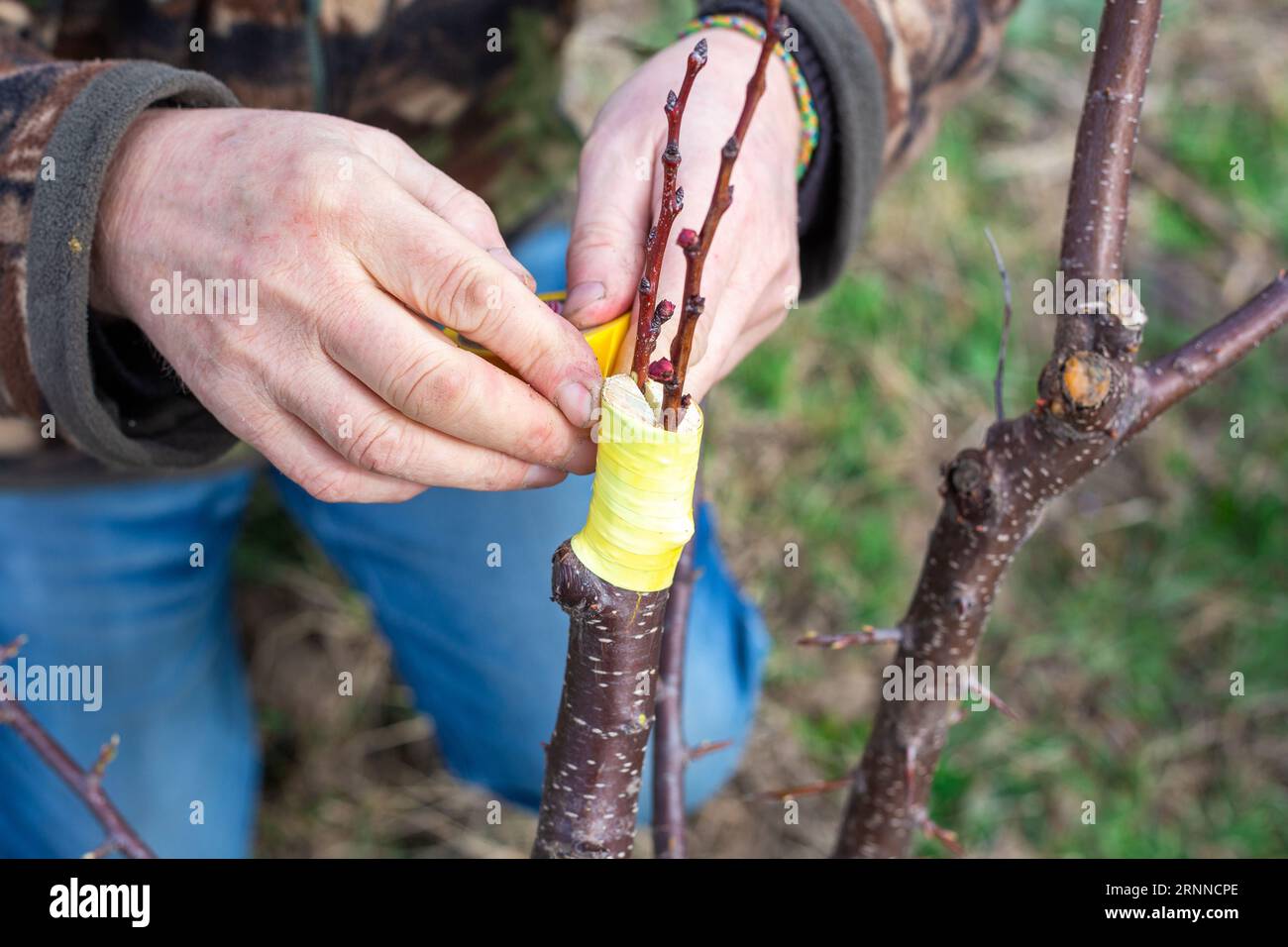 il giardiniere effettua l'innesto di un albero da frutto con il metodo della spaccatura. Un uomo avvolge il sito di innesto con nastro isolante. Foto Stock