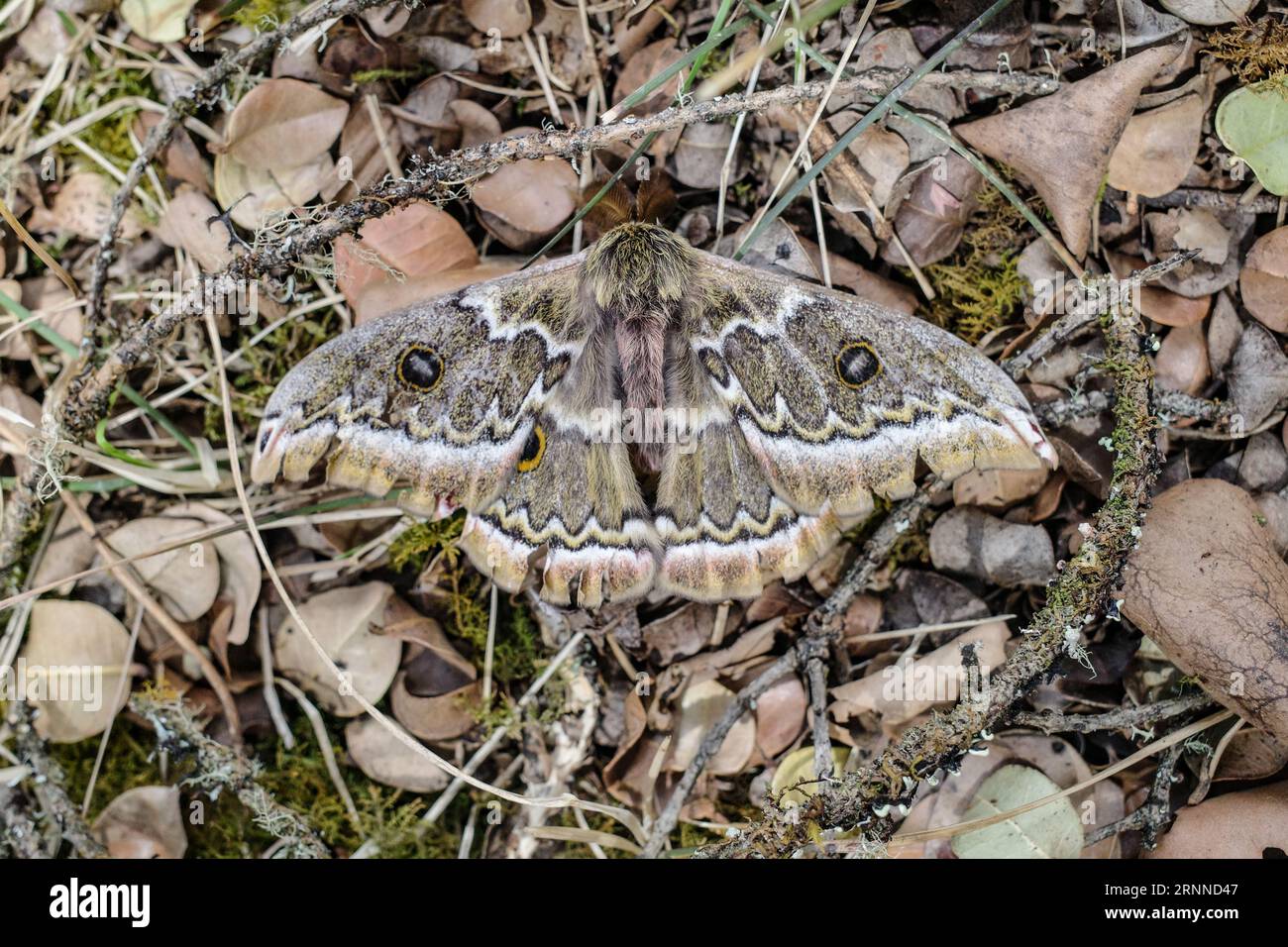 Cusco, Perù - 3 dicembre 2022: Una specie di falena Caligo nelle Ande, Perù Foto Stock