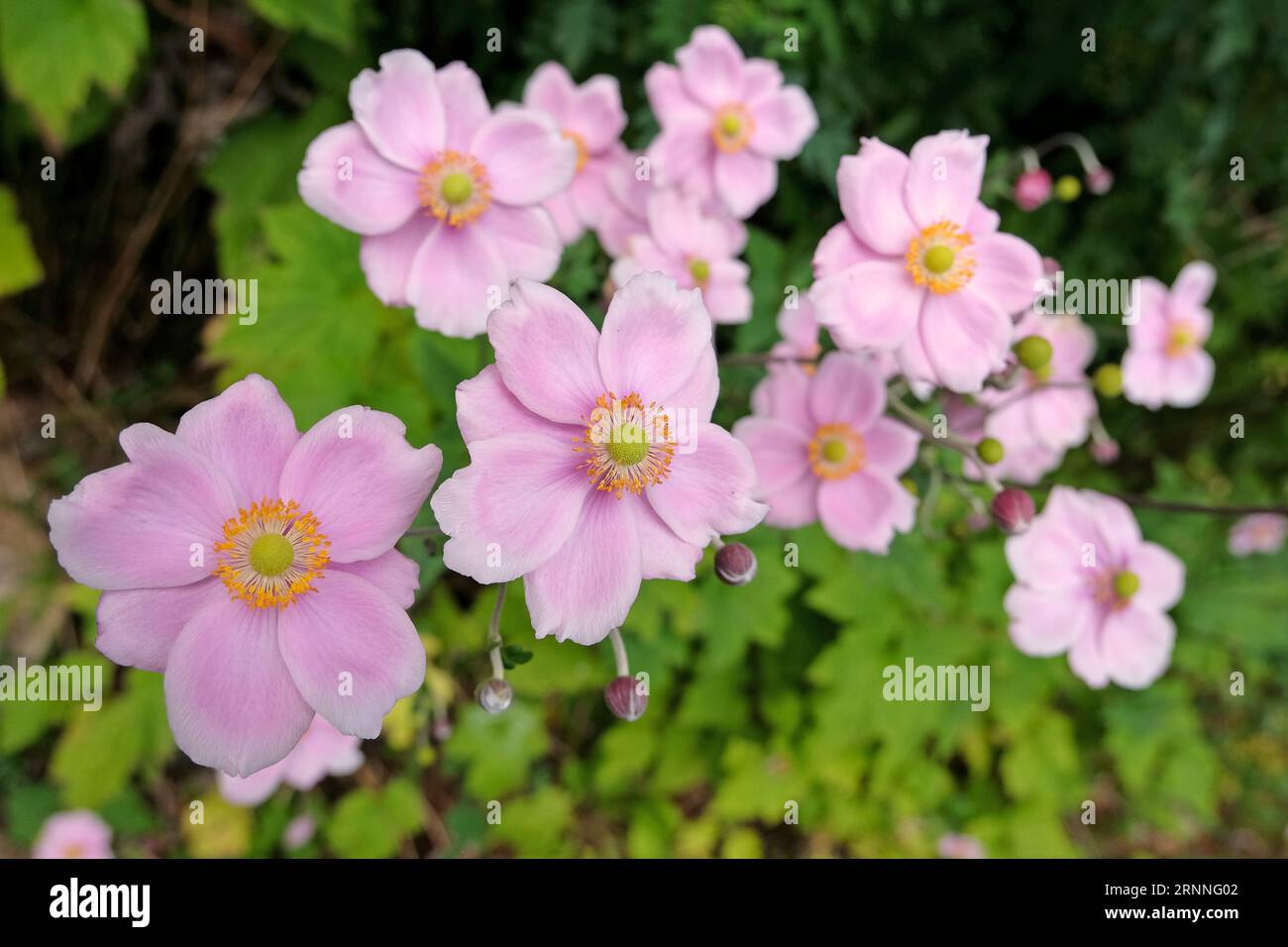 Anemone hybrida 'RobustissimaÕ giapponese di colore rosa tenue, noto anche come anemone a foglia d'uva, in fiore. Foto Stock