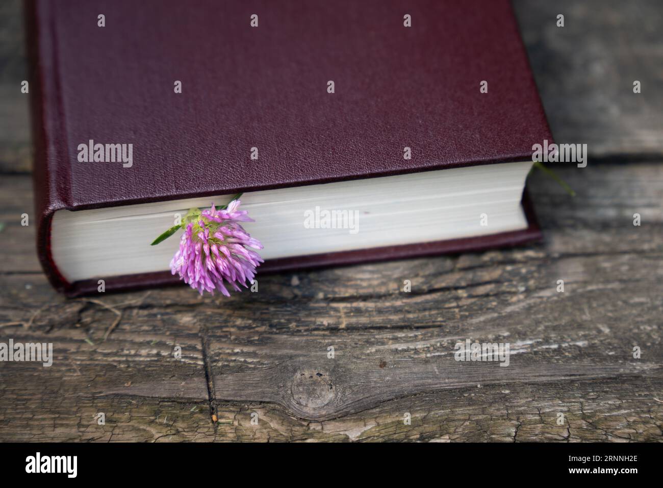 Prenota con il fiore di trifoglio come segnalibro su vecchio sfondo di legno Foto Stock