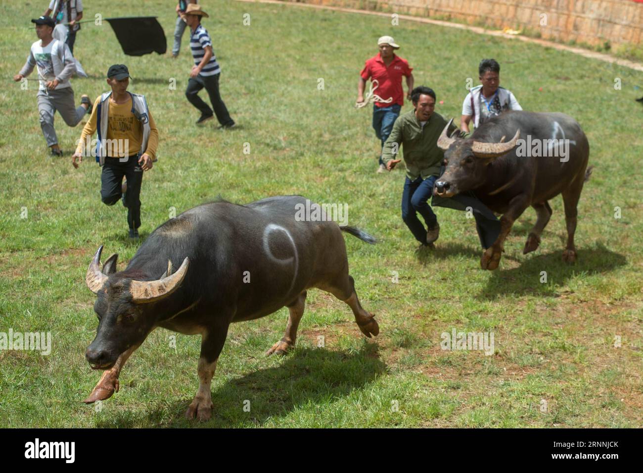 (170717) -- SHILIN, 17 luglio 2017 -- la gente cerca di smettere di correre tori durante il festival della torcia del gruppo etnico Yi a Shilin, nella provincia dello Yunnan, nella Cina sud-occidentale, 17 luglio 2017. La gente del gruppo etnico Yi e i turisti si sono riuniti a Shilin lunedì per assistere a balli, lotte e combattimenti di tori durante l'annuale Festival della torcia. ) (Lb) GRUPPO ETNICO CINA-YUNNAN-YI-TORCH FESTIVAL-BULLFIGHT (CN) PuxChao PUBLICATIONxNOTxINxCHN Shilin 17 luglio 2017 le celebrità cercano di smettere di CORRERE Bulls durante il Festival della torcia del gruppo etnico Yi a Shilin nella provincia dello Yunnan nella Cina sud-occidentale 17 luglio 2017 celebrità Di etnia Yi Foto Stock