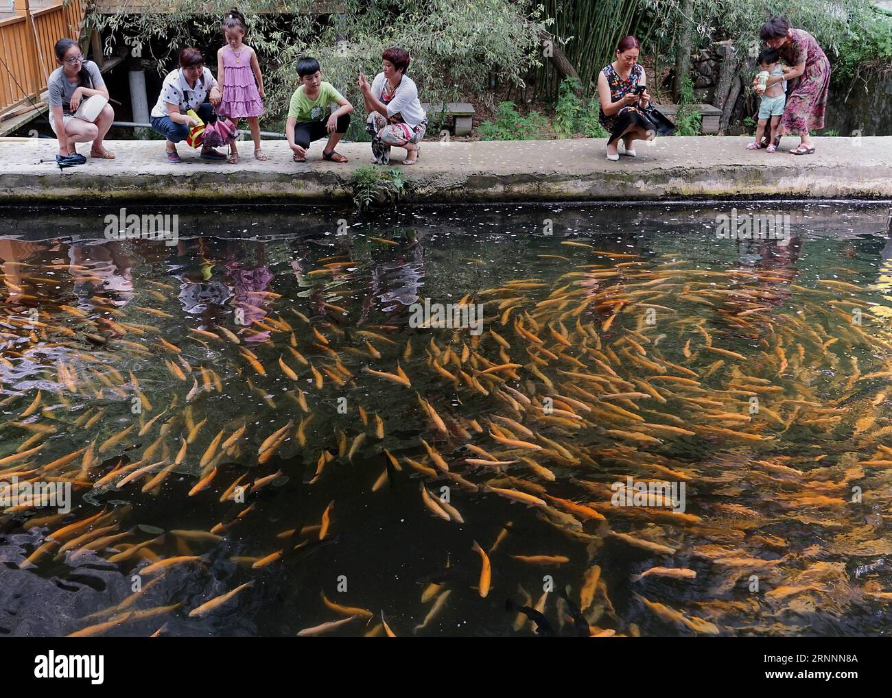 (170722) -- LUANCHUAN, 22 luglio 2017 -- i turisti guardano i pesci accanto a uno stagno di pesci nel villaggio Zhujia di Shizimiao Town nella contea di Luanchuan, nella provincia di Henan, nella Cina centrale, 22 luglio 2017. La temperatura dell'acqua di superficie qui è compresa tra 8 e 20 gradi centigradi, che è adatta per allevare pesci di acqua fredda. Il valore di produzione annuale dell'allevamento di pesci coldwater nel villaggio di Zhujia ha raggiunto 15 milioni di RMB yuan con un profitto annuo di oltre due milioni di yuan. (lx) CHINA-HENAN-FISH FARMING(CN) LixAn PUBLICATIONxNOTxINxCHN Luanchuan 22 luglio 2017 i turisti guardano i pesci accanto a uno stagno di pesci nel villaggio Zhujia di Foto Stock