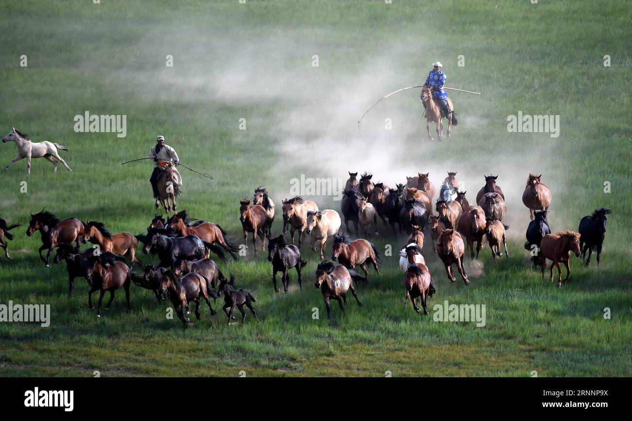 (170724) -- HOHHOT, 24 luglio 2017 -- i pastori cercano di cavalcare i cavalli nella prateria di Xilinhot, nella regione autonoma della Mongolia interna della Cina settentrionale, 21 luglio 2015. I cavalli sono importanti nella cultura mongola, che ha più di 300 parole per i cavalli e altre 200 solo per il loro colore. Tuttavia, una volta a cavallo si svolgeva un'equitazione. Il numero di cavalli di proprietà dei pastori della regione è sceso da 2,4 milioni nel 1975 a meno di 700.000 nel 2007. Poiché l'allevamento dei cavalli non era redditizio, molte famiglie vendevano i loro cavalli e compravano motociclette e automobili. Per preservare il Mongo in via di estinzione Foto Stock