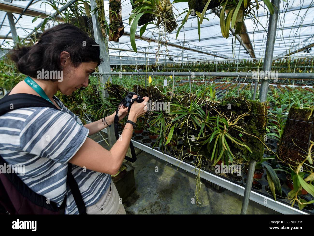 (170729) - SHENZHEN, 29 luglio 2017 - Un visitatore scatta foto al National Orchid Conservation Center di Shenzhen, a sud della provincia cinese del Guangdong, 28 luglio 2017. Il National Orchid Conservation Center è stato fondato nel 2006. È dedicato alla conservazione delle orchidee, nonché alla raccolta, riproduzione, ricerca e identificazione delle orchidee, e fornisce anche consulenza tecnica sulle specie di orchidee in via di estinzione in Cina. )(wsw) CHINA-SHENZHEN-NATIONAL ORCHID CONSERVATION CENTER (CN) MaoxSiqian PUBLICATIONxNOTxINxCHN Shenzhen luglio 29 2017 un visitatore scatta foto AL National Orchid Conse Foto Stock