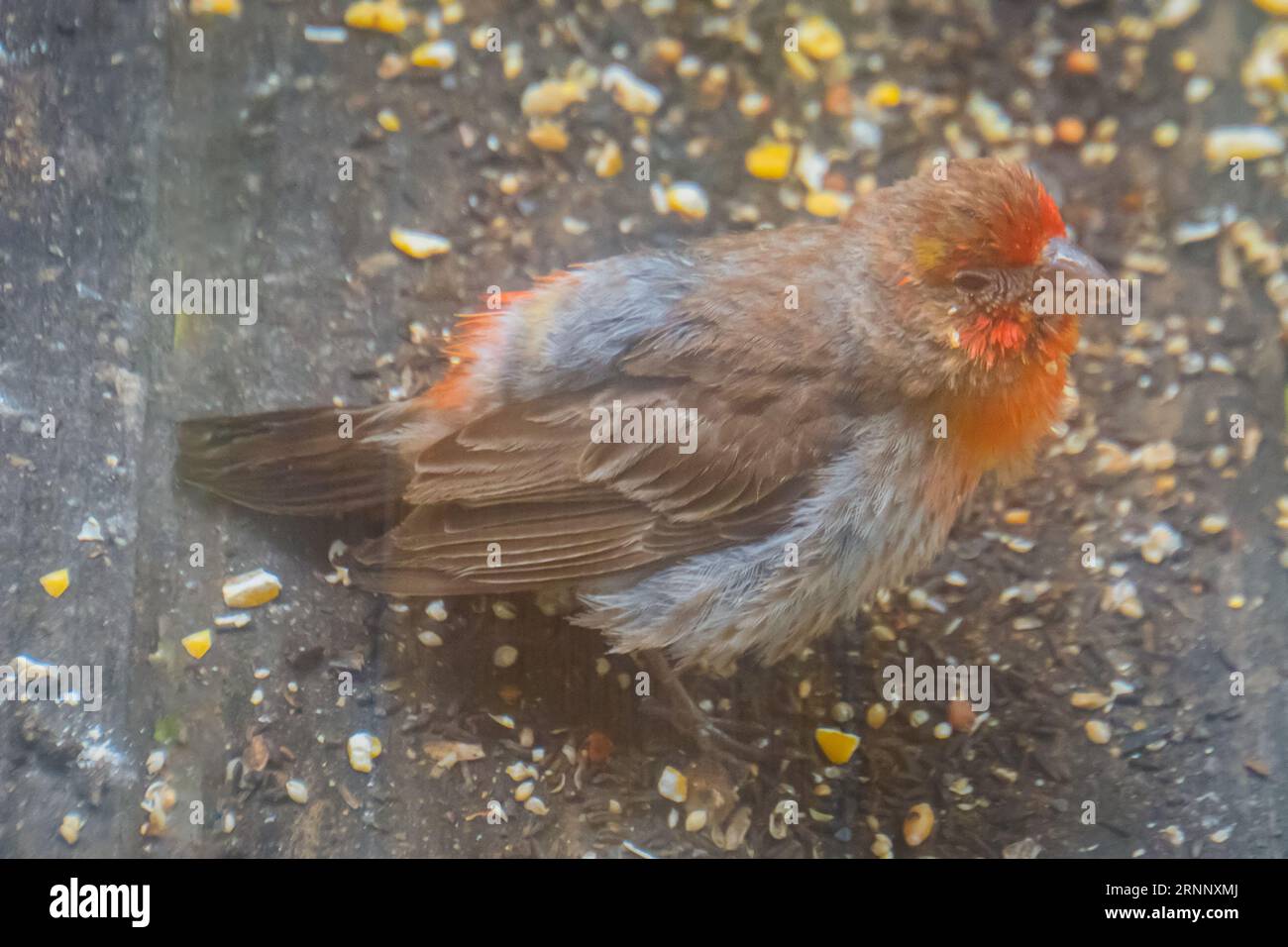 un piccolo uccello cardinale che cerca cibo da mangiare Foto Stock