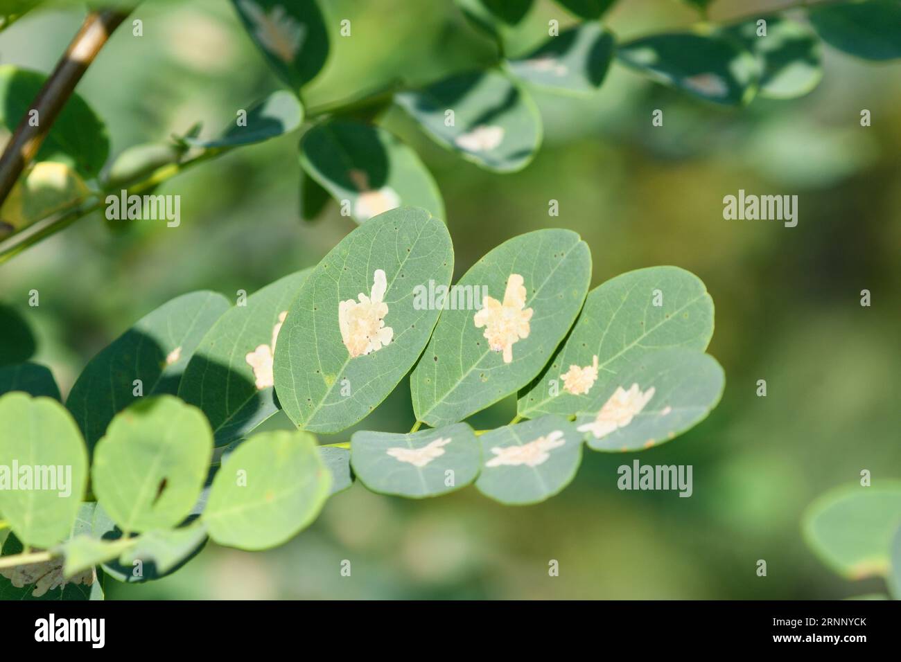 Danni causati da un insetto che estrae foglie sulle foglie della Robinia pseudoacacia Foto Stock