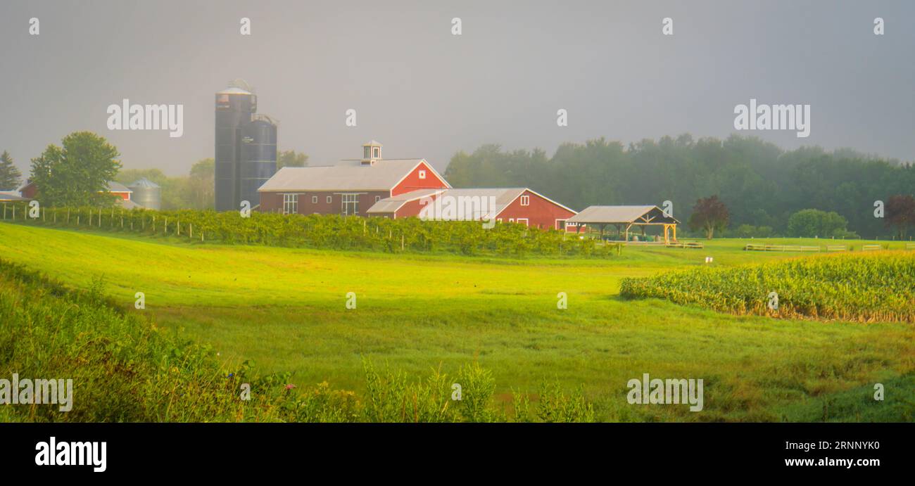 Il sole mattutino brucia la nebbia presto in una fattoria e in un vigneto del Vermont Foto Stock