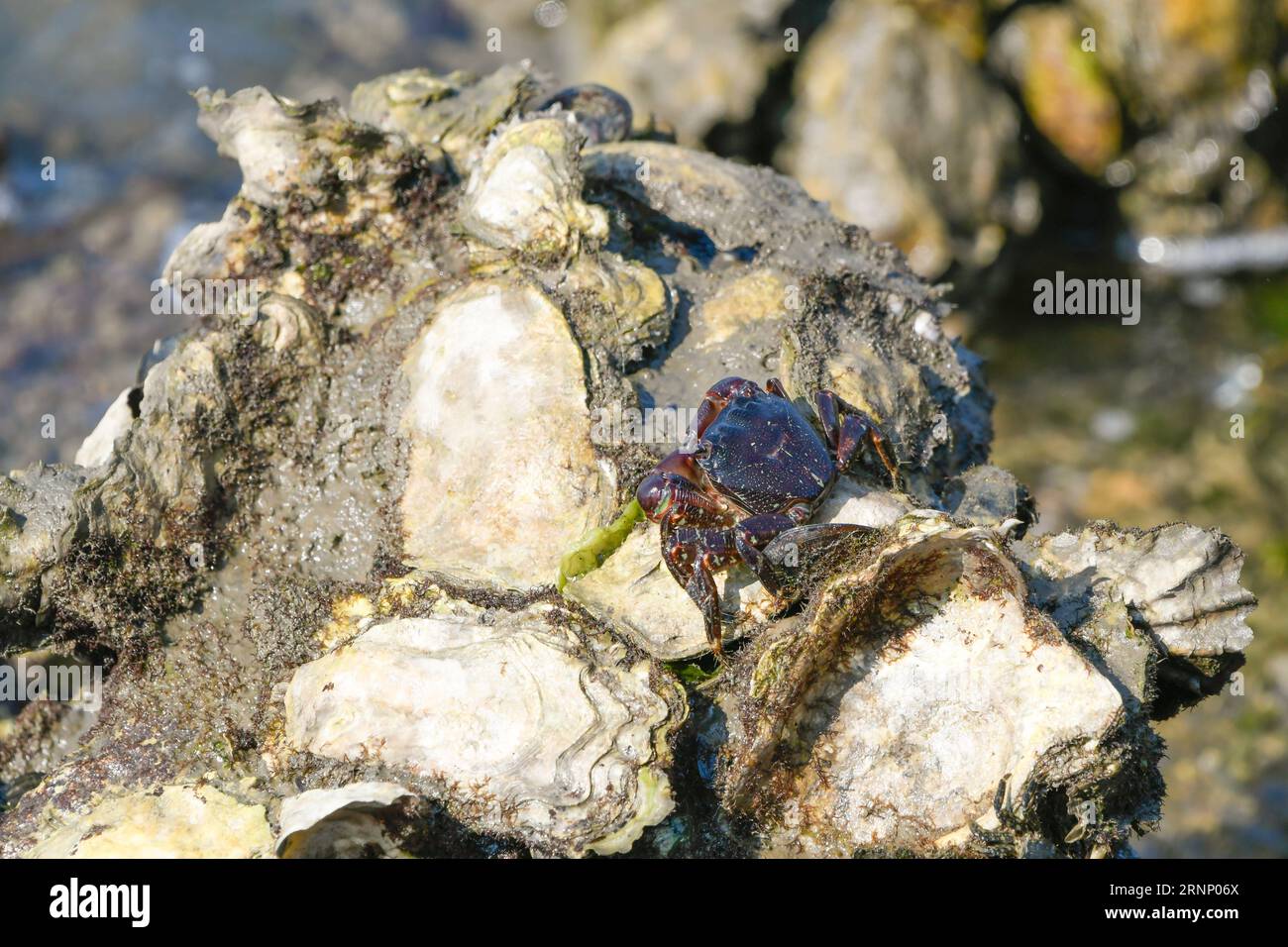 Granchio di roccia marmorizzato fermo su alcune ostriche durante la bassa marea Foto Stock