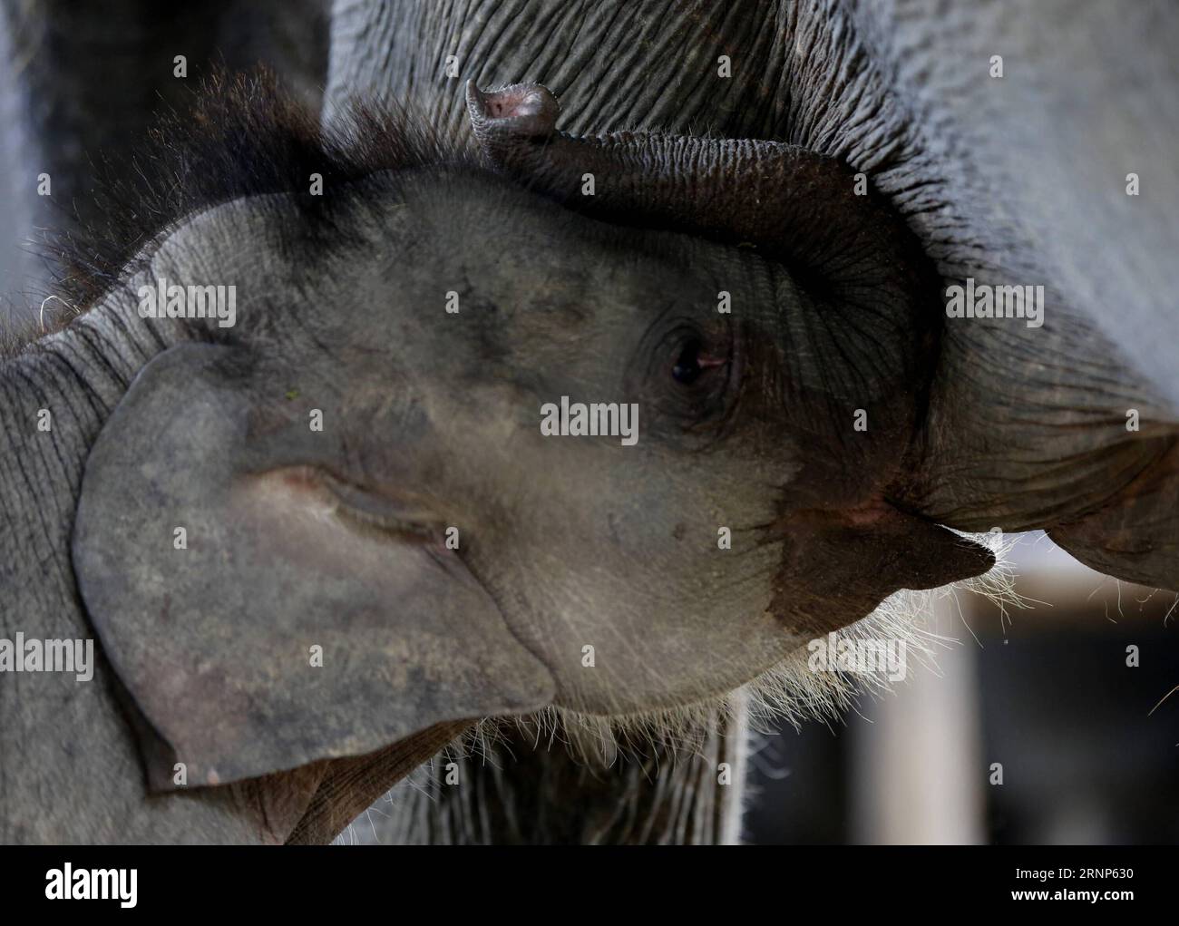 (170812) -- BAGO, 12 agosto 2017 -- Un bambino di elefante beve latte dalla madre al Wingabaw Elephant Resort Camp in occasione della giornata mondiale degli elefanti nella regione di Bago, Myanmar, 12 agosto 2017. La giornata mondiale degli elefanti è stata lanciata il 12 agosto 2012 per portare l'attenzione sulla difficile situazione degli elefanti asiatici e africani. (Zxj) MYANMAR-BAGO-WORLD ELEPHANT DAY UxAung PUBLICATIONxNOTxINxCHN Bago 12 agosto 2017 un bambino Elephant beve latte dalla madre AL campo Elephant Resort NELLA giornata Mondiale dell'Elefante nella regione di Bago Myanmar 12 agosto 2017 giornata Mondiale dell'Elefante che è stata lanciata IL 12 agosto 2012 per attirare l'attenzione sull'urgenza p Foto Stock