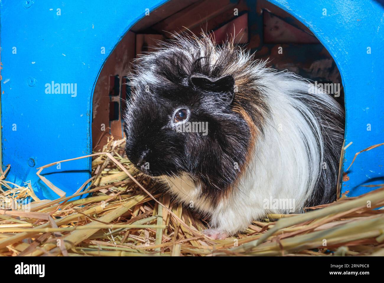 Porcellino d'India domestico marrone, nero e bianco (cavia porcellus), Città del Capo, Sudafrica Foto Stock