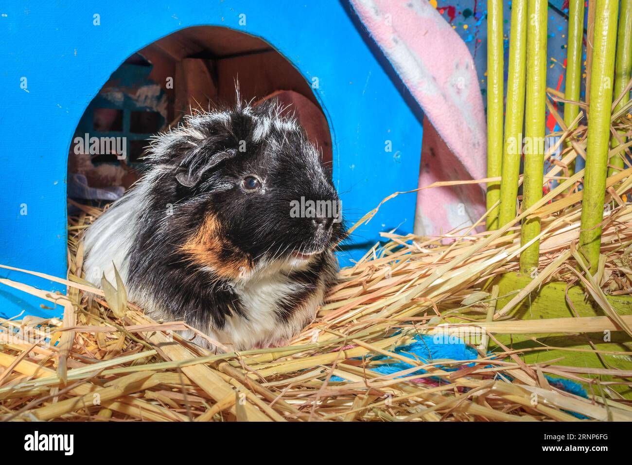 Porcellino d'India domestico marrone, nero e bianco (cavia porcellus), Città del Capo, Sudafrica Foto Stock