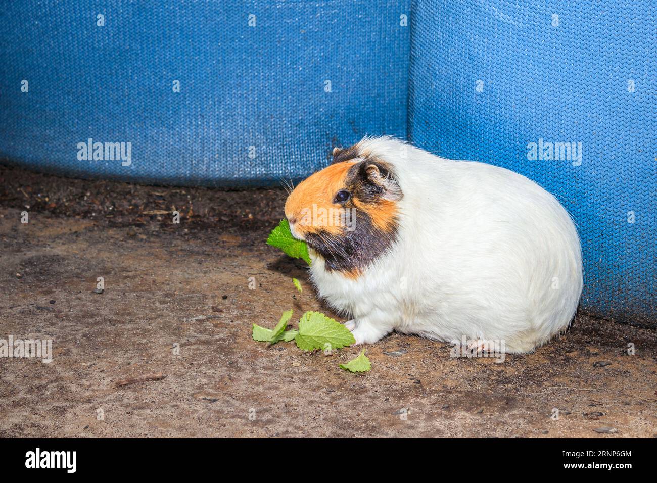 Porcellino d'India domestico marrone, nero e bianco (cavia porcellus), Città del Capo, Sudafrica Foto Stock