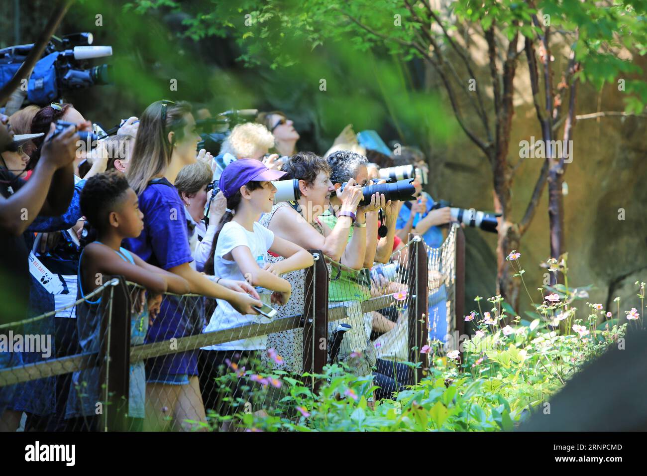 (170822) -- WASHINGTON, 22 agosto 2017 -- i visitatori guardano il panda gigante Beibei durante la sua celebrazione di compleanno allo Smithsonian S National Zoo di Washington D.C., negli Stati Uniti, 22 agosto 2017. Lo zoo di martedì ha organizzato una celebrazione per il compleanno di due anni del panda gigante Beibei, che ha attirato molti visitatori. U.S.-WASHINGTON D.C.-GIGANTE PANDA-COMPLEANNO CELEBRAZIONE YangxChenglin PUBLICATIONxNOTxINxCHN Washington 22 agosto 2017 i visitatori guardano IL gigante Panda Beibei durante la sua celebrazione di compleanno ALLO Smithsonian S National Zoo di Washington D C gli Stati Uniti 22 agosto 2017 lo zoo IL martedì eroe Foto Stock