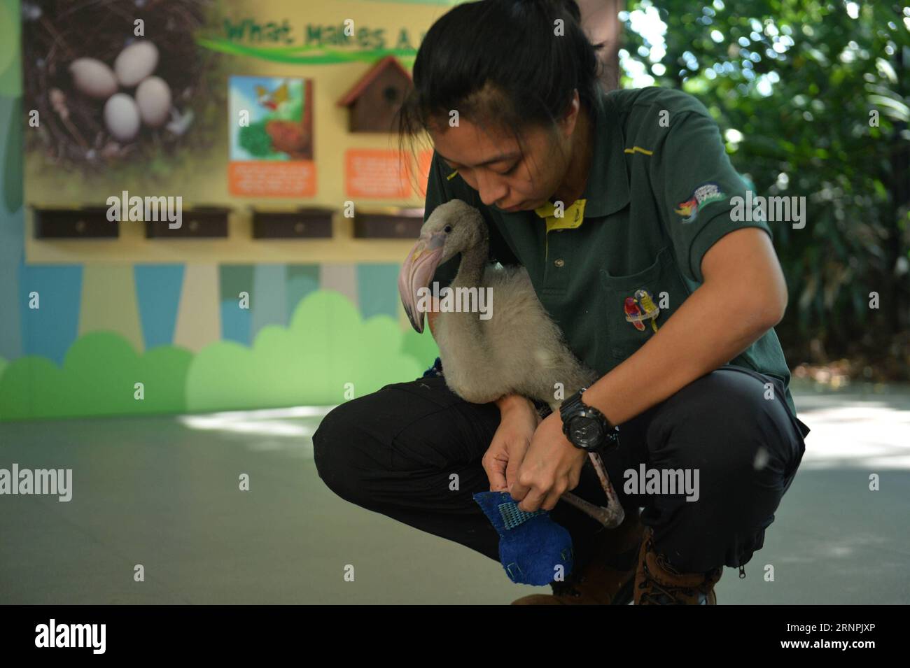 (170831) -- SINGAPORE, 31 agosto 2017 -- Un membro dello staff indossa un paio di scarpe blu per un grande fenicottero nel Jurong Bird Park di Singapore il 31 agosto 2017. Il Greater Flamingo, chiamato Squish, indossa scarpe blu appositamente realizzate per proteggere i suoi piedi sensibili durante le sue passeggiate quotidiane intorno al parco. ) (Djj) SINGAPORE-FLAMINGO-SHOES ThenxChihxWey PUBLICATIONxNOTxINxCHN Singapore Aug 31 2017 un membro dello staff mette SU una coppia di scarpe blu per un grande fenicottero nel Jurong Bird Park di Singapore IL 31 2017 agosto il grande fenicottero chiamato Squish indossa scarpe blu appositamente realizzate per proteggere i suoi piedi sensibili dur Foto Stock