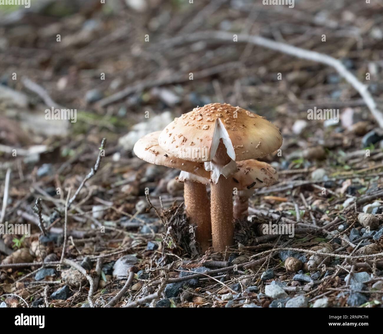 Funghi Amanatina in un piccolo grappolo che cresce dal fondo della foresta. Foto Stock