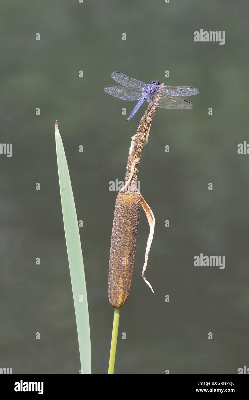 scivoloso skimmer appollaiato sulla punta di un cattail con uno splendido sfondo leggermente sfocato. Foto Stock