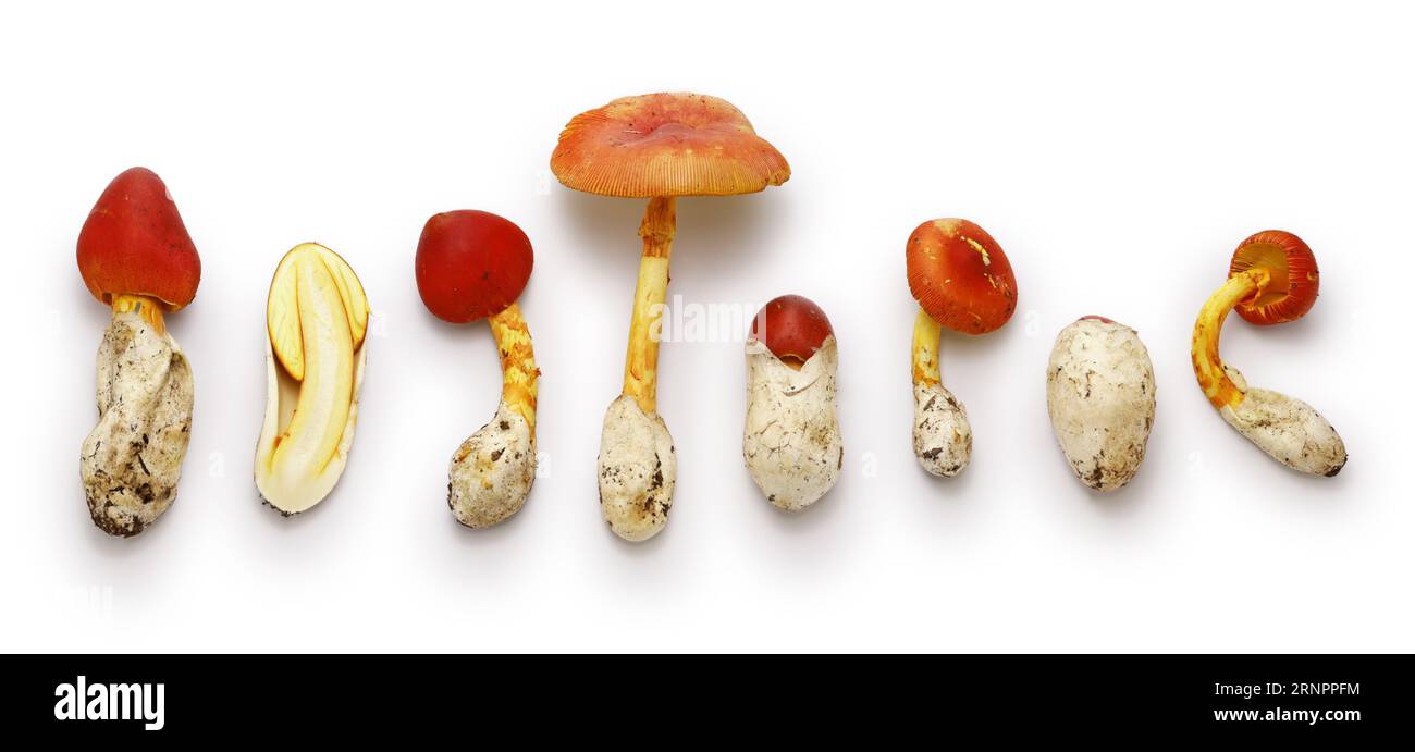 Ovoli (in Italia), Oronge (in Francia), Tamagotake (in Giappone). Questo fungo selvatico viene mangiato in tutto il mondo. Nei paesi europei, si chiama "Caesar's" Foto Stock