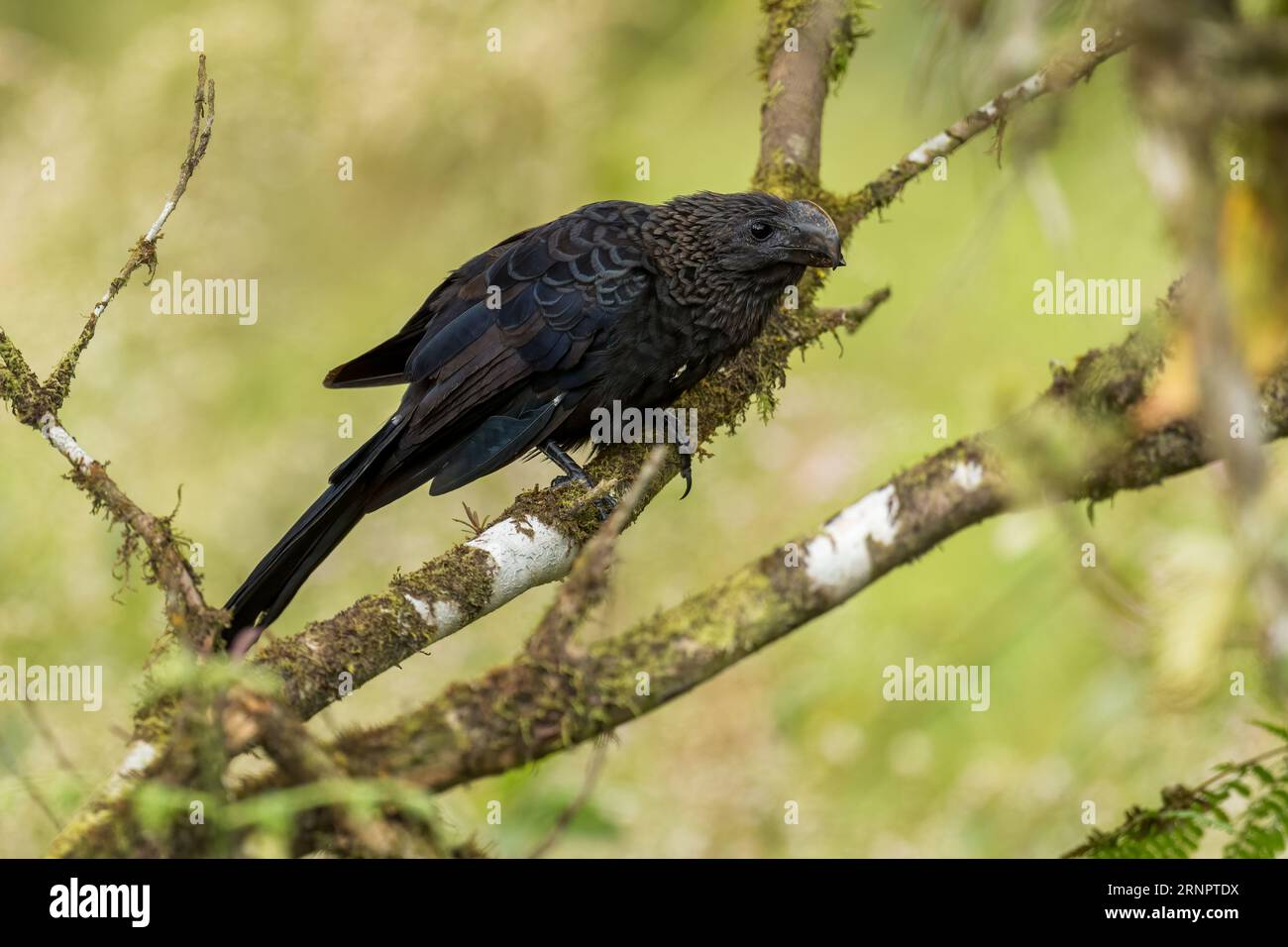Ani - Crotophaga ani, splendido e unico cucù nero proveniente da boschi e foreste dell'America Latina, Cambutal, Panama. Foto Stock