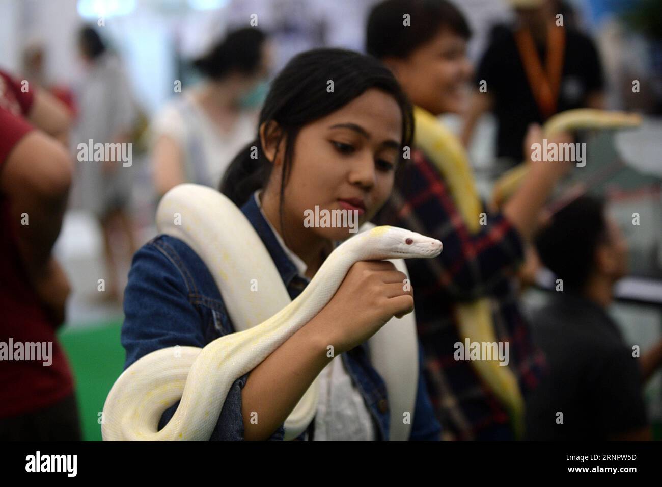 (170908) -- TANGERANG SUD, 8 settembre 2017 -- Una donna gioca con un serpente durante Indonesia Pets Expo 2017 a South Tangerang, Indonesia, 8 settembre 2017. Questo evento che si è tenuto dall'8 al 10 settembre si concentra sugli aspetti sanitari e medici degli animali e delle industrie connesse. ) (zy) INDONESIA-TANGERANG MERIDIONALE-PETS EXPO AgungxKuncahyaxB. PUBLICATIONxNOTxINxCHN Foto Stock