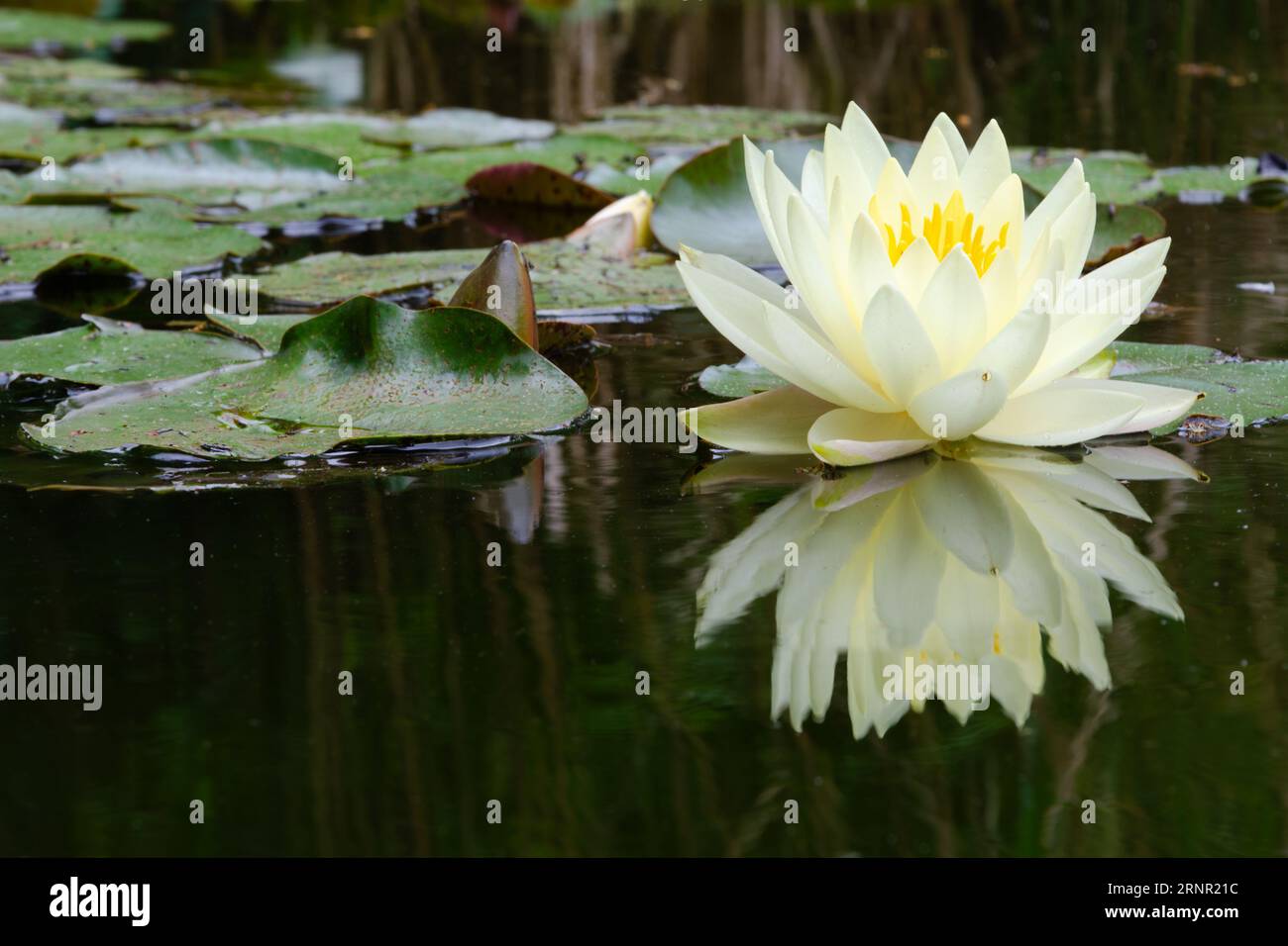 un bel giglio giallo si riflette nell'acqua Foto Stock