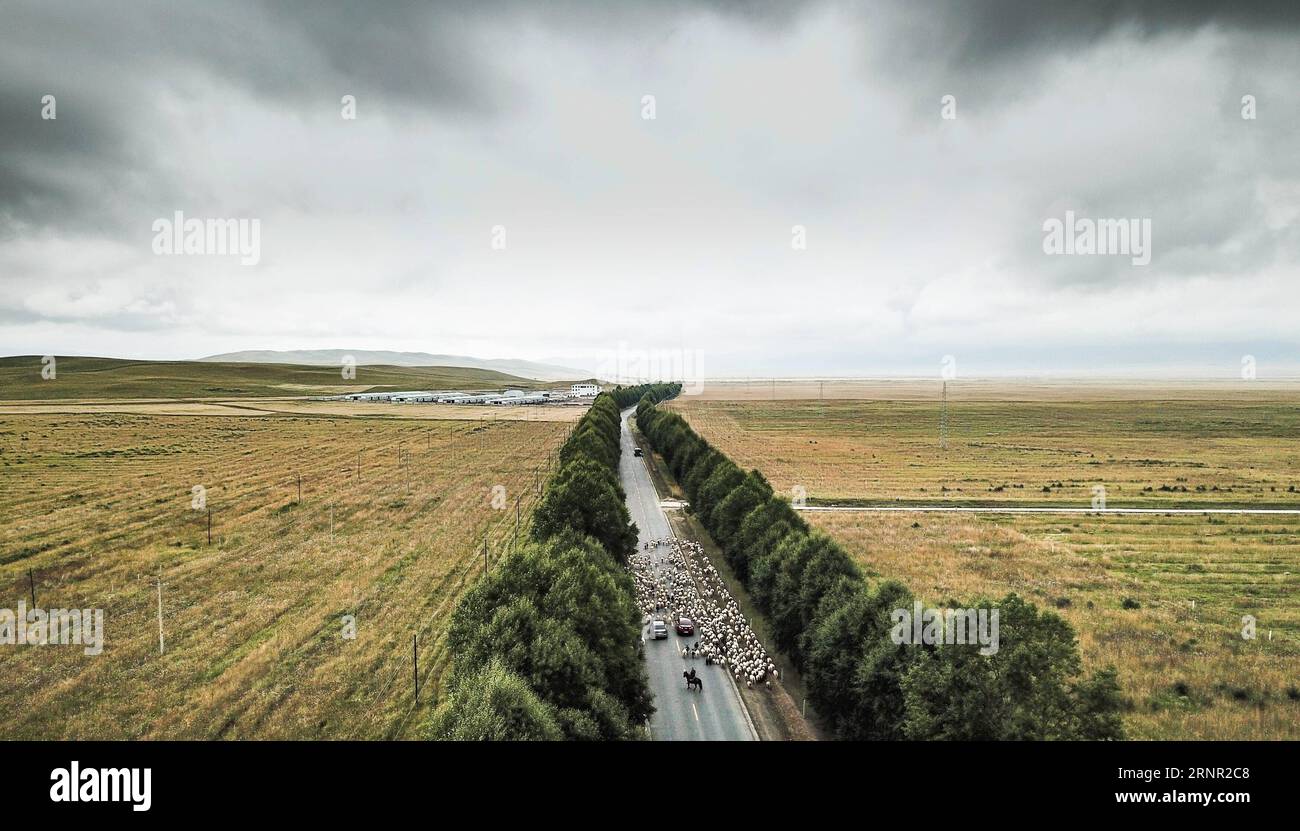 (170915) -- GUINAN, 15 settembre 2017 -- foto aerea scattata il 14 settembre 2017 mostra una mandria di bovini e pecore che si muove lungo una strada durante il periodo di migrazione annuale nella contea di Guinan, nella provincia del Qinghai della Cina nordoccidentale. ) (mcg) CHINA-QINGHAI-GUINAN-HERD-MIGRATION (CN) WuxGang PUBLICATIONxNOTxINxCHN Foto Stock