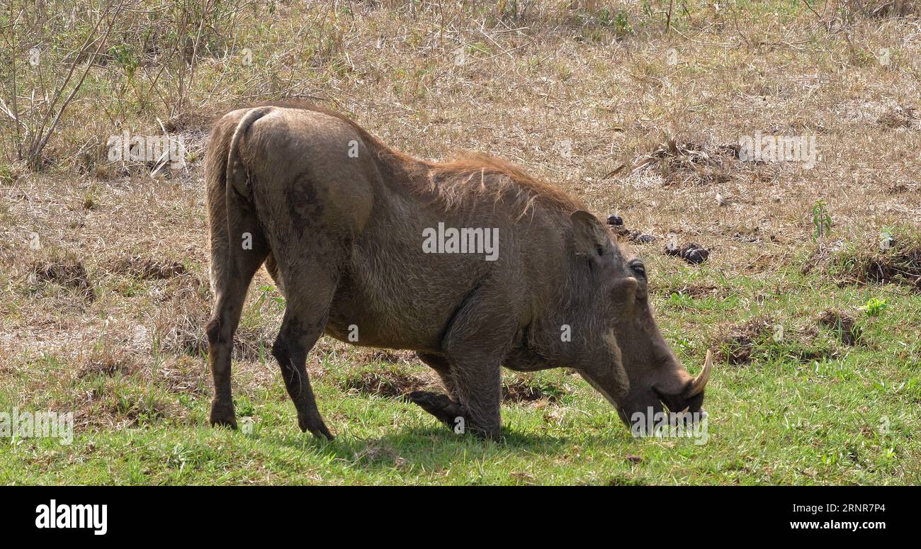 Warthog, phacochoerus aethiopicus, Adults Eating Grass, Nairobi Park in Kenya. Foto Stock