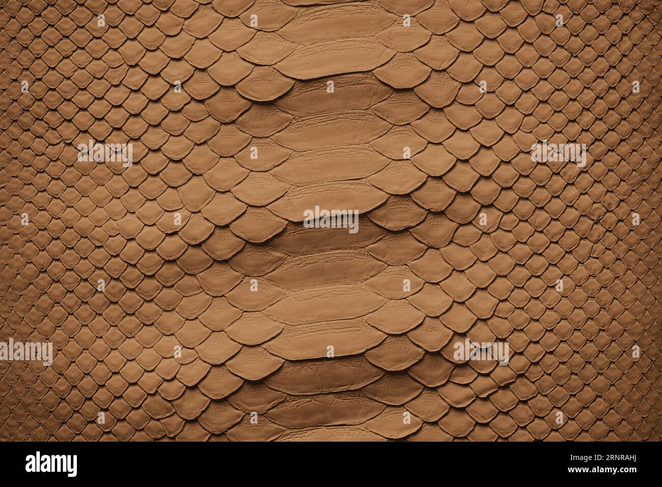pelle di serpente naturale come sfondo. texture in pelle marrone pitone Foto Stock