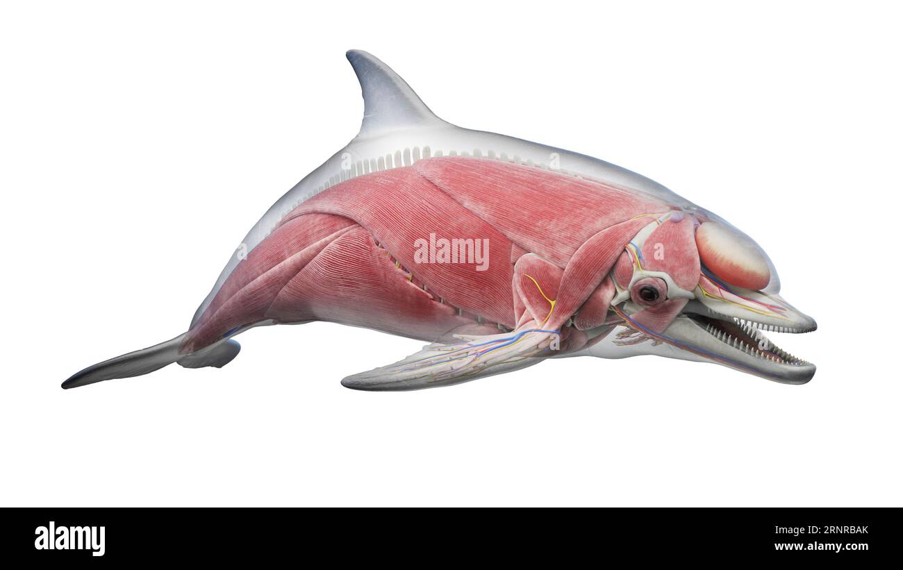 Il sistema muscolare del delfino, illustrazione Foto Stock