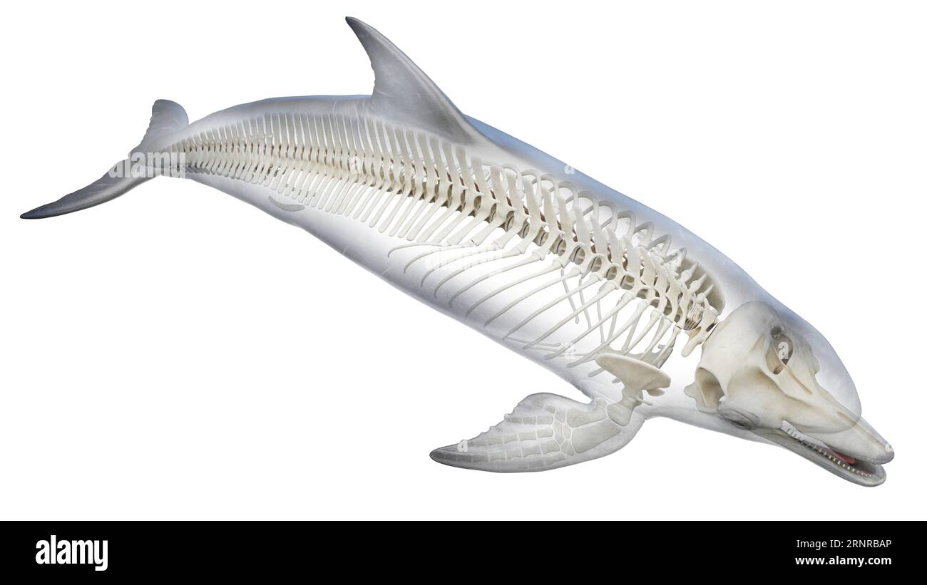 Sistema scheletrico di Dolphin, illustrazione Foto Stock