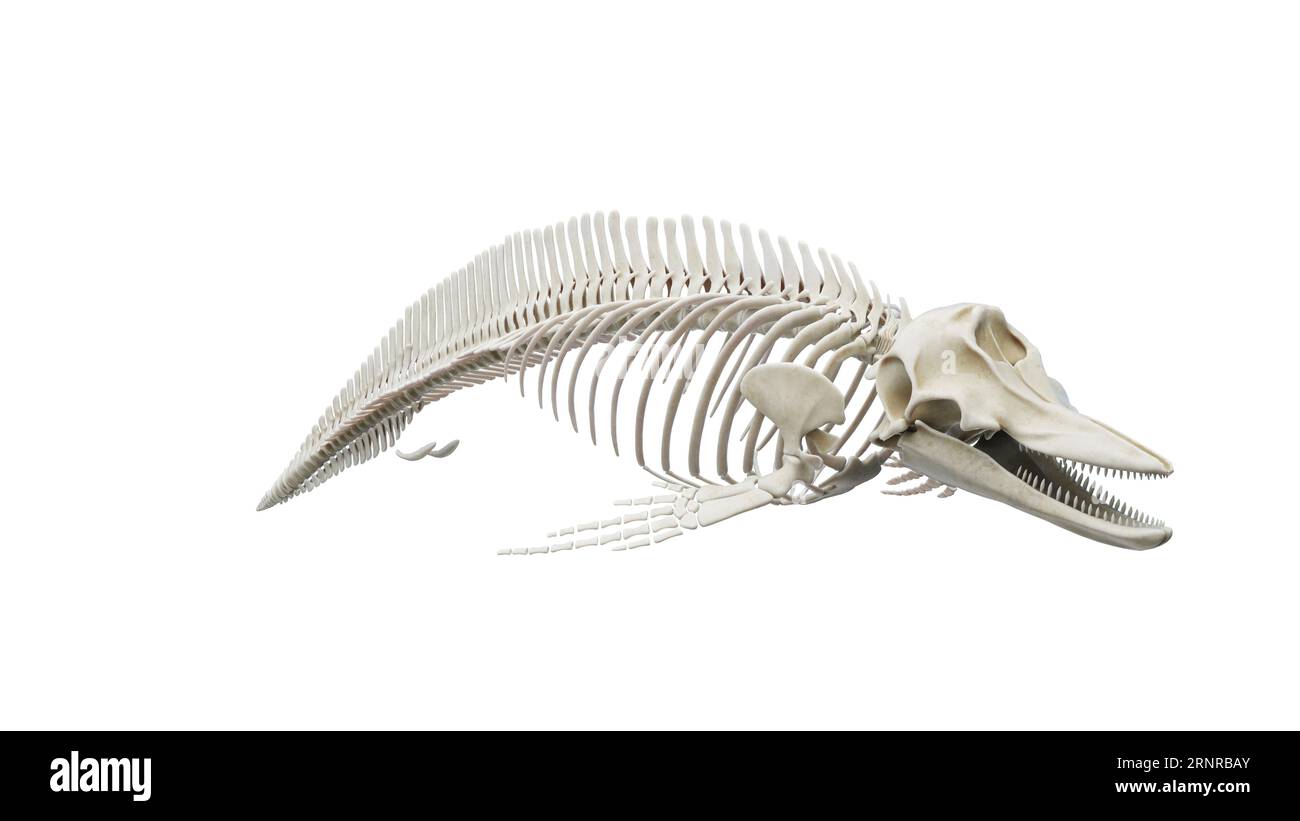 Sistema scheletrico di Dolphin, illustrazione Foto Stock