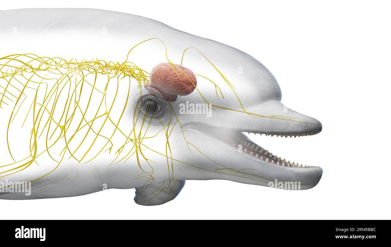 Il sistema nervoso di Dolphin, illustrazione Foto Stock