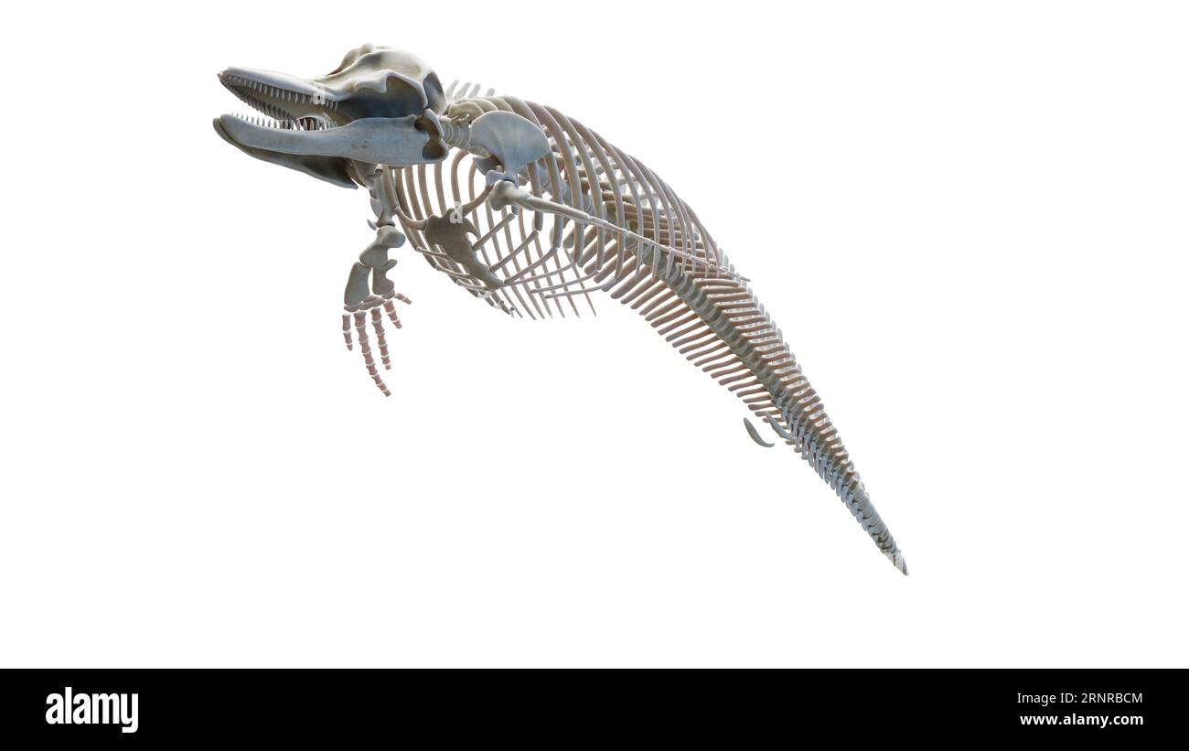 Sistema scheletrico di Dolphin, illustrazione Foto Stock