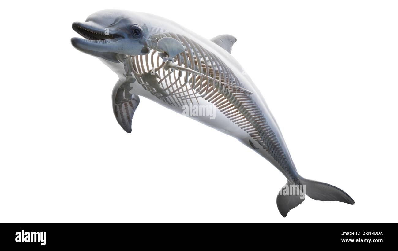 Sistema scheletrico di Dolphin, illustrazione Foto Stock