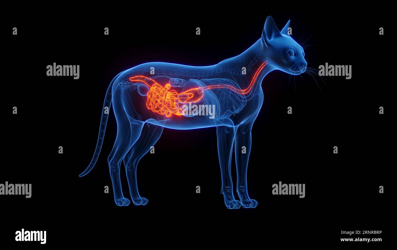 Apparato digerente di Cat, illustrazione Foto Stock