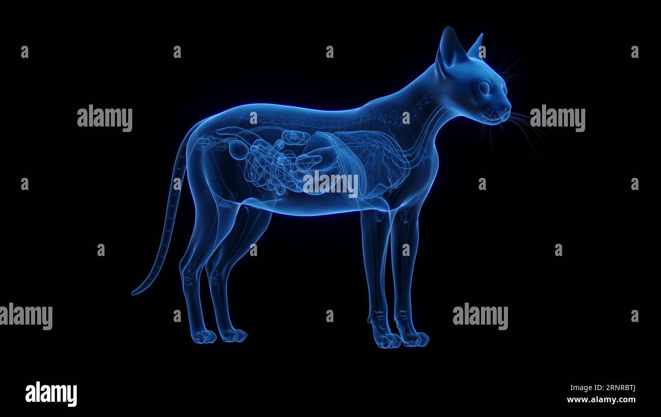 Organi interni di un gatto, illustrazione Foto stock - Alamy