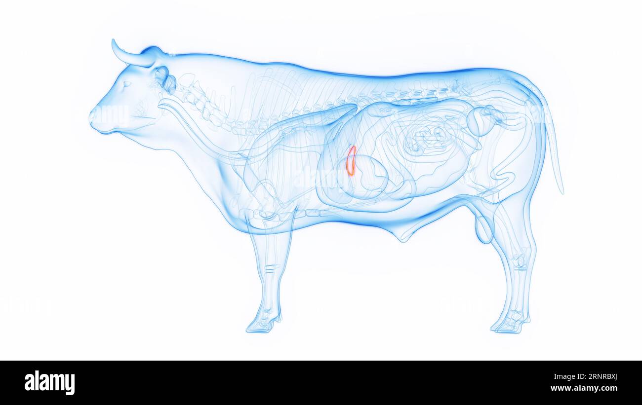 Cistifellea della mucca, illustrazione Foto Stock