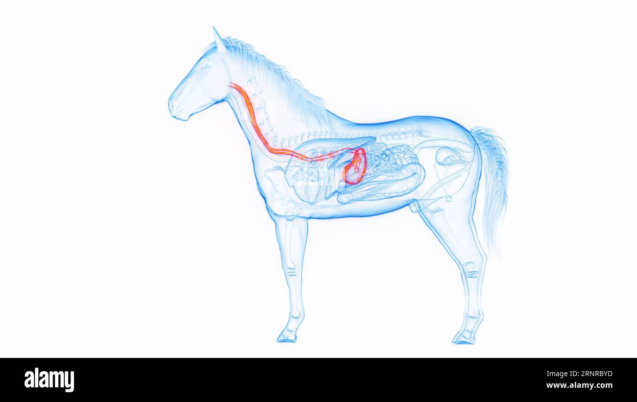 Stomaco ed esofago del cavallo, illustrazione Foto Stock
