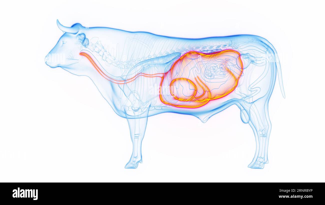 Stomaco ed esofago della mucca, illustrazione Foto Stock