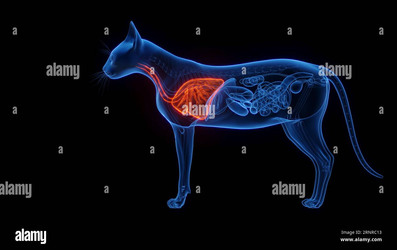 Polmoni di gatto, illustrazione Foto Stock