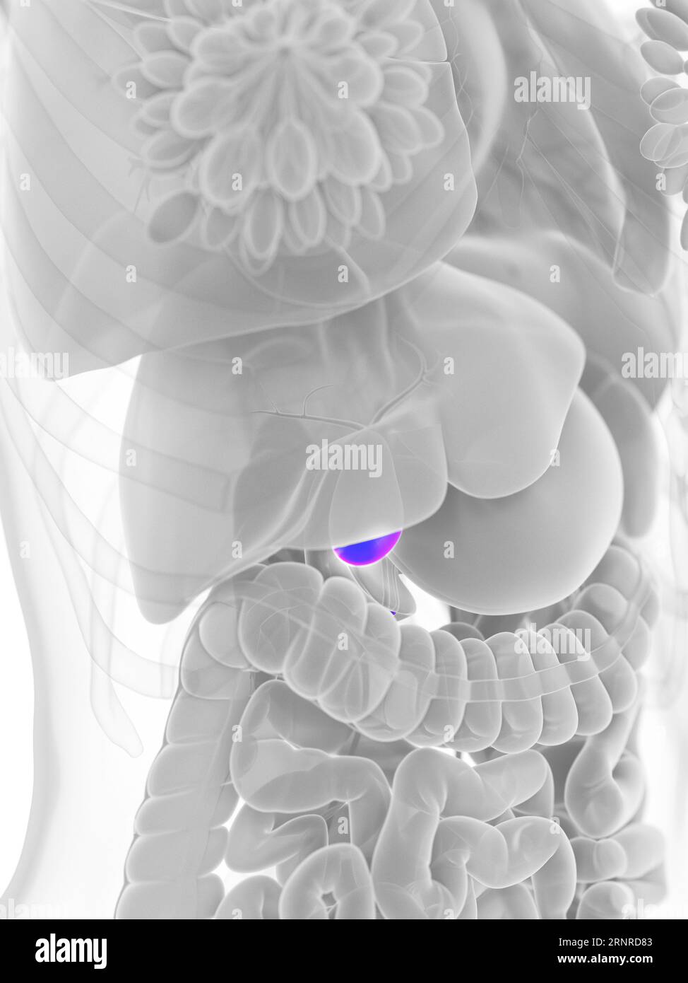 Colecisti femmina, illustrazione Foto Stock