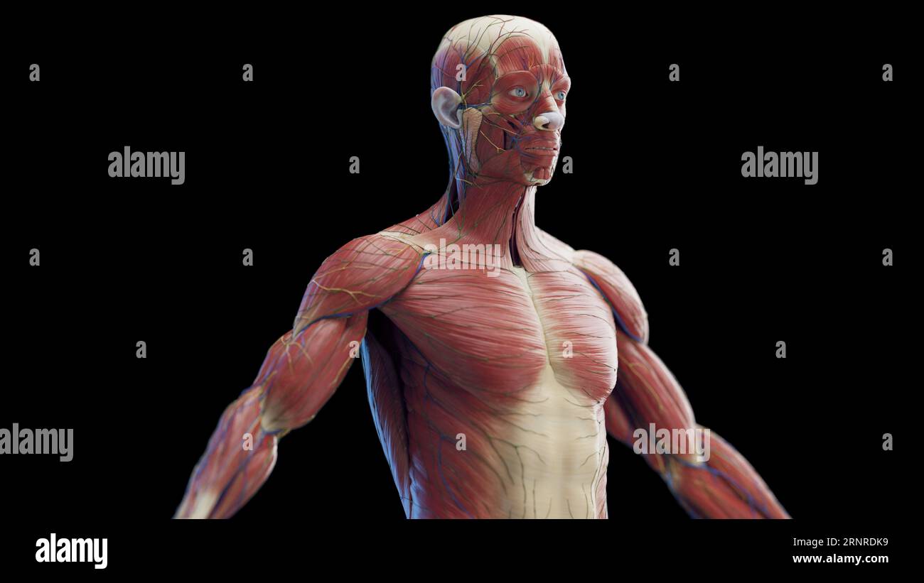 Muscoli del torso maschile, illustrazione Foto Stock