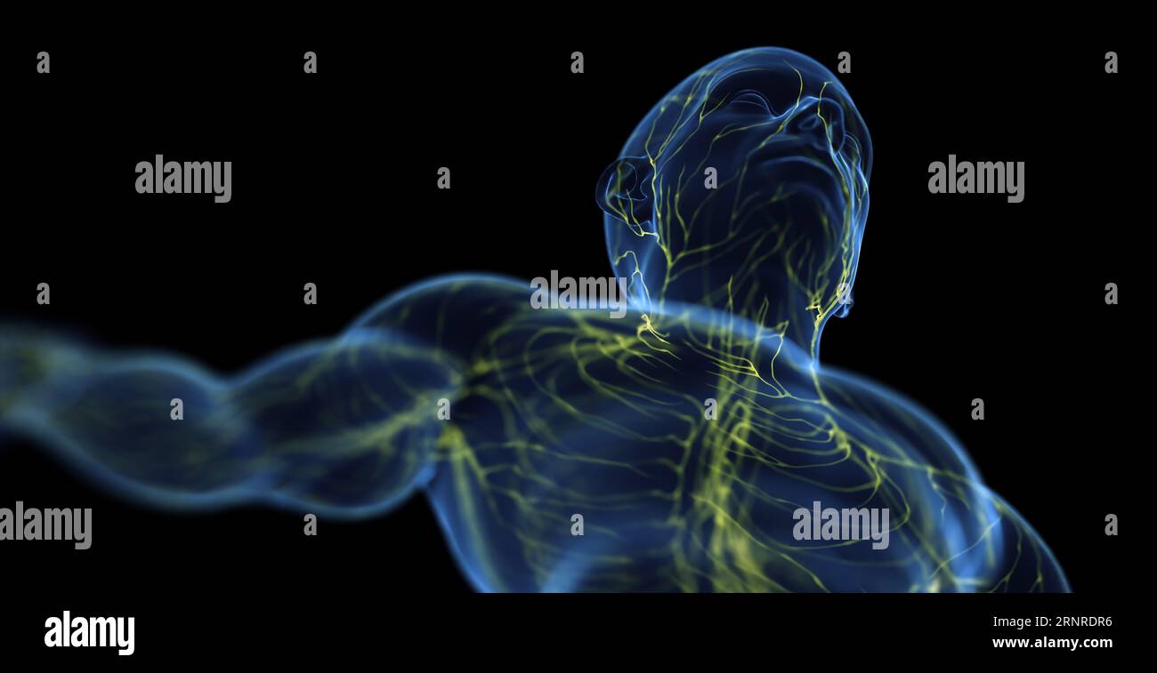 Sistema linfatico maschile, illustrazione Foto Stock