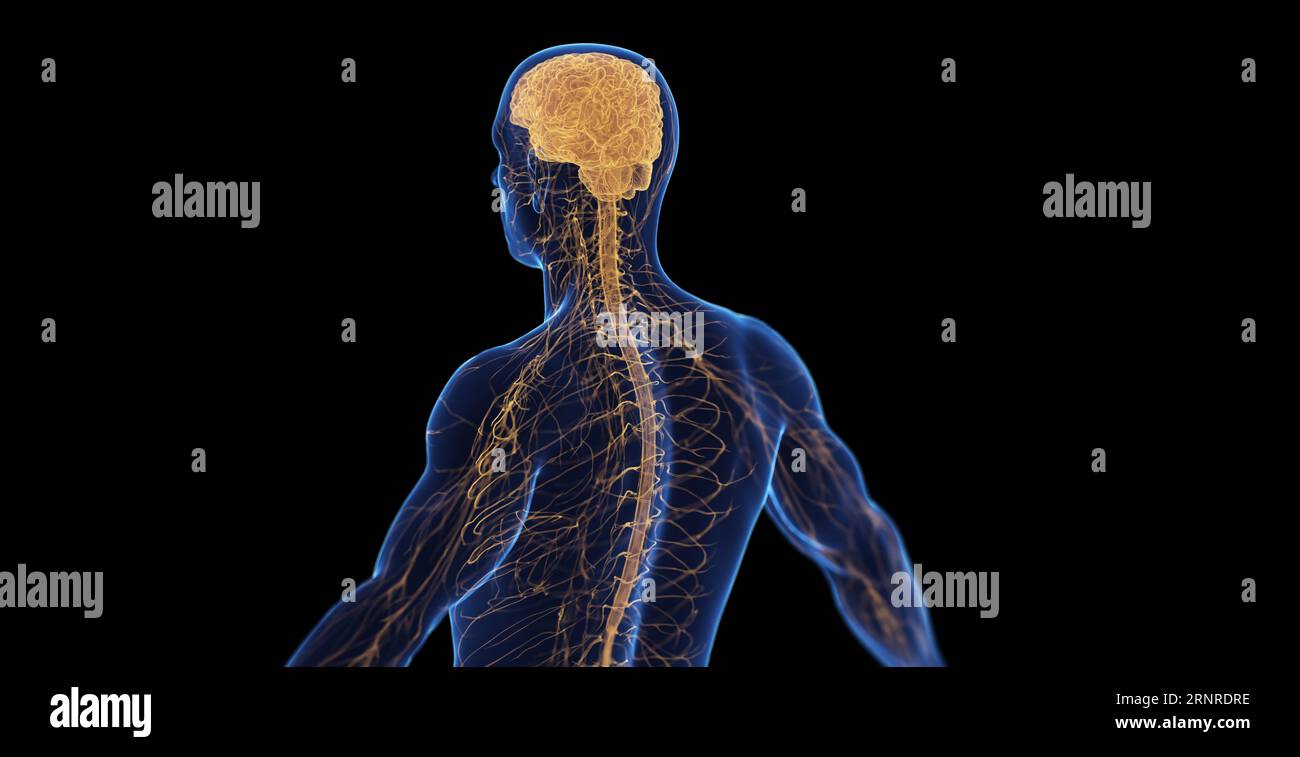 Maschio sistema nervoso, illustrazione Foto Stock