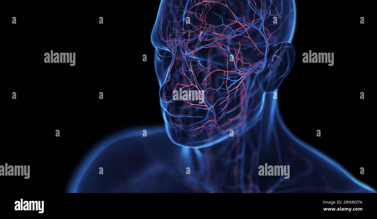 Vene a testa maschio, illustrazione Foto Stock