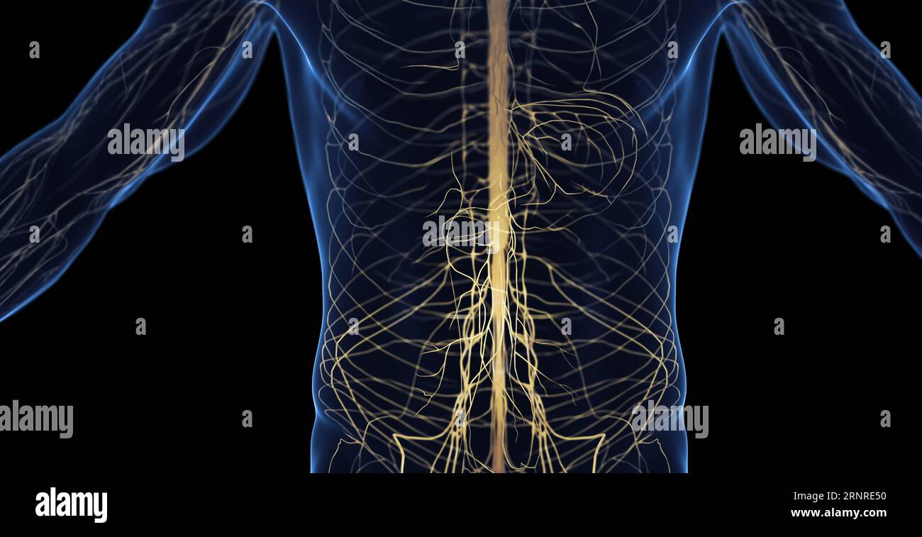 Sistema nervoso addominale maschile, illustrazione Foto Stock